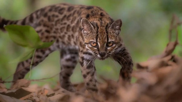 Bolivya'da 103 Yıl Sonra Leopardus tilcayo Keşfi